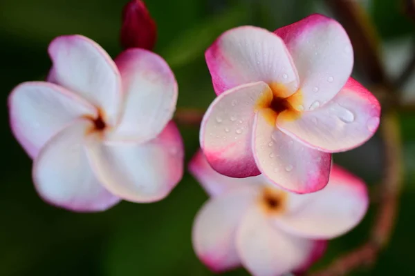Prachtige Bloemen Tuin Naast Bladeren Van Housegreen Met Prachtige Zonlicht — Stockfoto