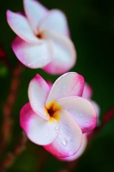 Prachtige Kleurrijke Bloemen Bomen Groene Bladeren Heldere Dagen Prachtige Bloemen — Stockfoto