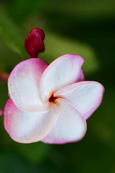 Vackra Färgglada Blommor Träd Och Gröna Blad Ljusa Dagar Vackra — Stockfoto