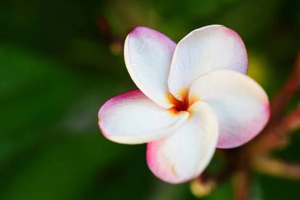 Vackra Färgglada Blommor Träd Och Gröna Blad Ljusa Dagar Vackra — Stockfoto