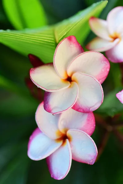 Piękne Kolorowe Kwiaty Drzewach Zielonych Liści Jasnych Dni Piękne Kwiaty — Zdjęcie stockowe