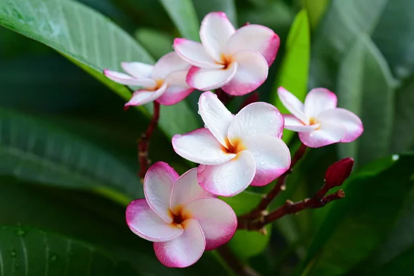 Prachtige Kleurrijke Bloemen Bomen Groene Bladeren Heldere Dagen Prachtige Bloemen — Stockfoto