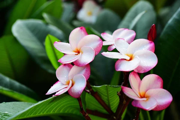 Prachtige Kleurrijke Bloemen Bomen Groene Bladeren Heldere Dagen Prachtige Bloemen — Stockfoto