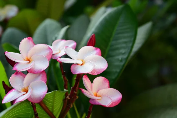 Prachtige Kleurrijke Bloemen Bomen Groene Bladeren Heldere Dagen Prachtige Bloemen — Stockfoto