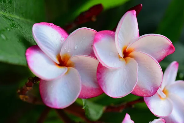 Hermosas Flores Colores Los Árboles Hojas Verdes Días Brillantes Hermosas —  Fotos de Stock