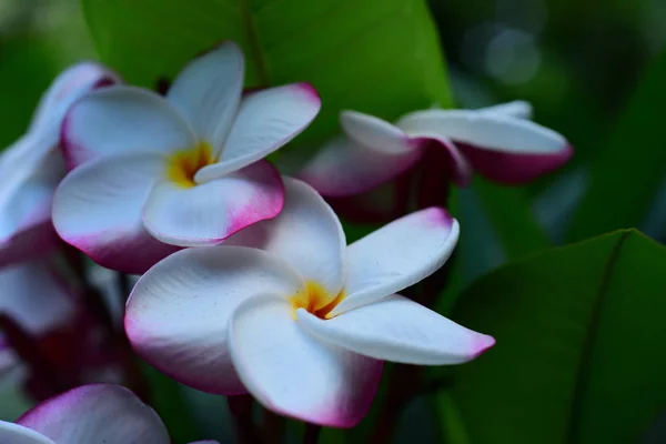 Gyönyörű Színes Virágok Fák Zöld Levelek Fényes Nappal Gyönyörű Virágokat — Stock Fotó
