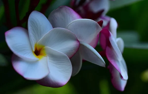 木と明るい日に緑の葉に美しい色とりどりの花 美しい日光を背景イメージとして使用される Housegreen 葉の横にある庭の美しい花 — ストック写真