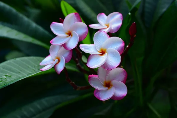 Hermosas Flores Colores Los Árboles Hojas Verdes Días Brillantes Hermosas — Foto de Stock