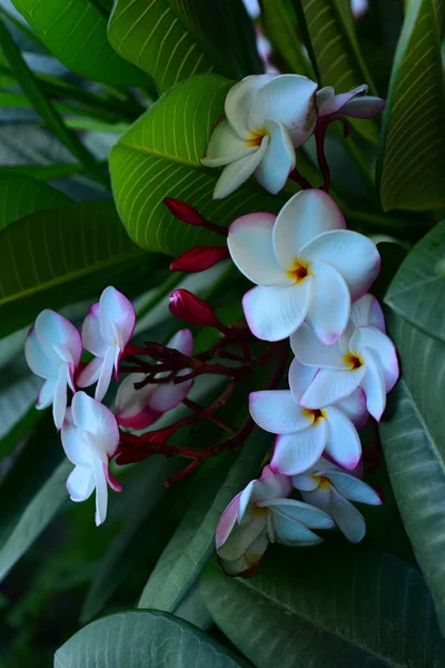 Prachtige Kleurrijke Bloemen Bomen Groene Bladeren Heldere Dagen Prachtige Bloemen — Stockfoto