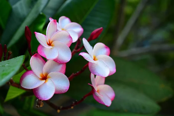 Schöne Bunte Blumen Den Bäumen Und Grüne Blätter Hellen Tag — Stockfoto