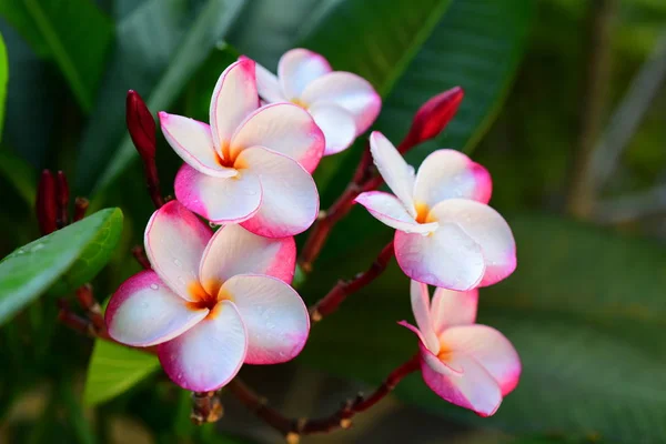 Prachtige Kleurrijke Bloemen Bomen Groene Bladeren Heldere Dagen Prachtige Bloemen — Stockfoto