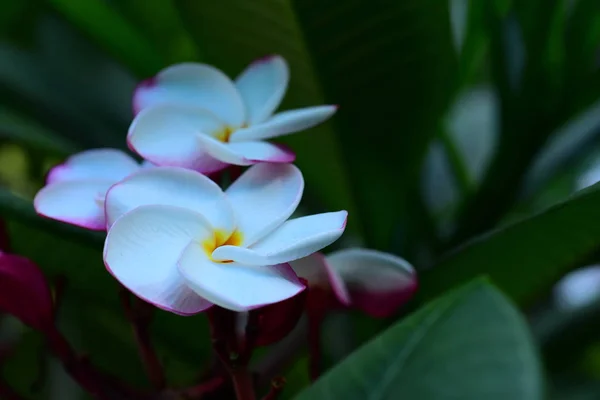 Vackra Färgglada Blommor Träd Och Gröna Blad Ljusa Dagar Vackra — Stockfoto