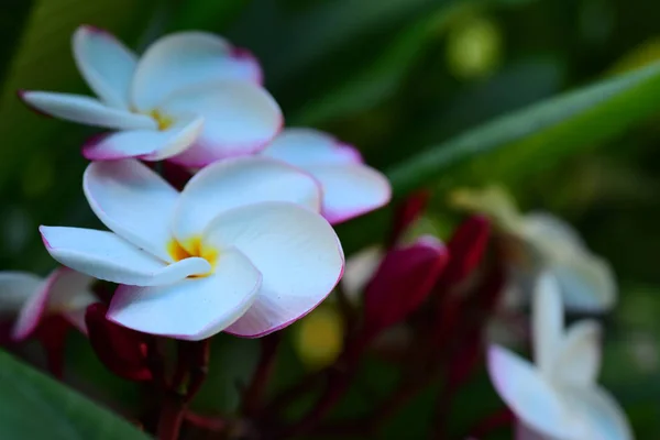 Prachtige Kleurrijke Bloemen Bomen Groene Bladeren Heldere Dagen Prachtige Bloemen — Stockfoto