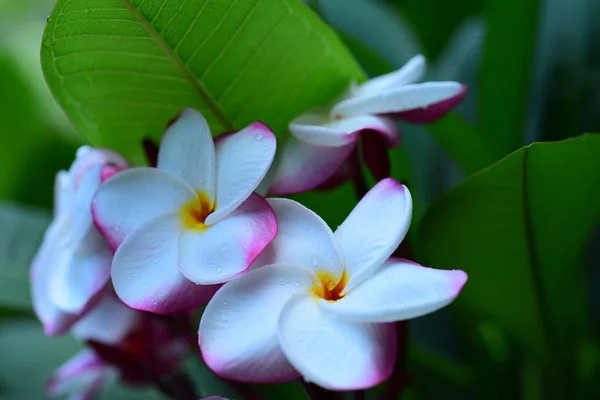 Schöne Bunte Blumen Den Bäumen Und Grüne Blätter Hellen Tag — Stockfoto