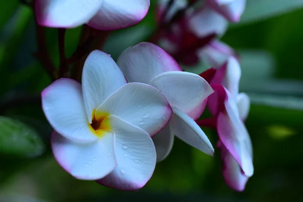 Vackra Färgglada Blommor Träd Och Gröna Blad Ljusa Dagar Vackra — Stockfoto