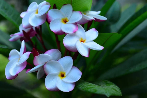 Hermosas Flores Colores Los Árboles Hojas Verdes Días Brillantes Hermosas —  Fotos de Stock