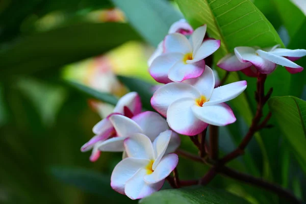 Schöne Bunte Blumen Den Bäumen Und Grüne Blätter Hellen Tag — Stockfoto