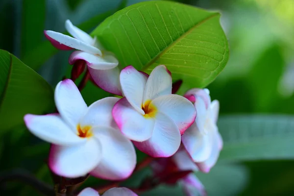 Schöne Blumen Garten Neben Den Hausgrünen Blättern Mit Schönem Sonnenlicht — Stockfoto