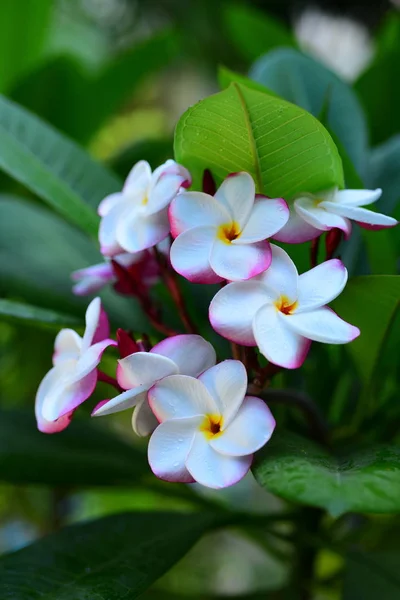 Όμορφα Λουλούδια Στον Κήπο Δίπλα Από Φύλλα Housegreen Όμορφο Φως — Φωτογραφία Αρχείου
