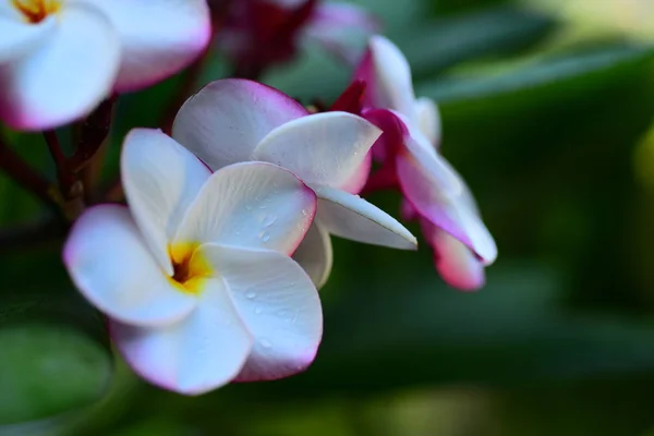 Hermosas Flores Jardín Lado Casahojas Verdes Con Hermosa Luz Del —  Fotos de Stock