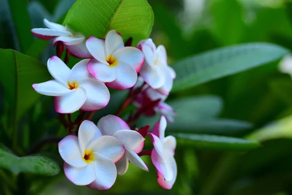 Prachtige Bloemen Tuin Naast Bladeren Van Housegreen Met Prachtige Zonlicht — Stockfoto