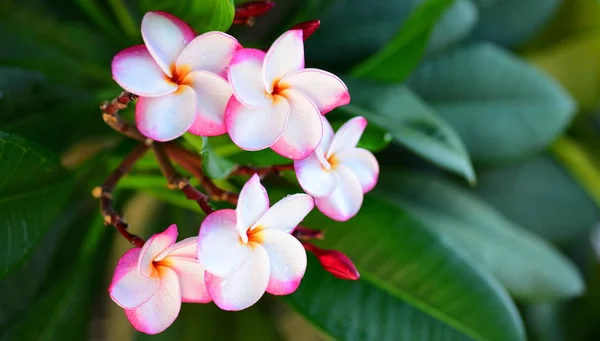 Bellissimi Fiori Nel Giardino Accanto Alla Casafoglie Verdi Con Bella — Foto Stock