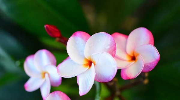 Lindas Flores Jardim Lado Casafolhas Verdes Com Bela Luz Solar — Fotografia de Stock