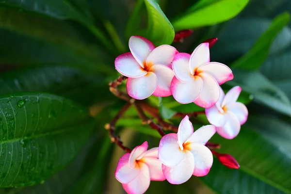 Lindas Flores Jardim Lado Casafolhas Verdes Com Bela Luz Solar — Fotografia de Stock