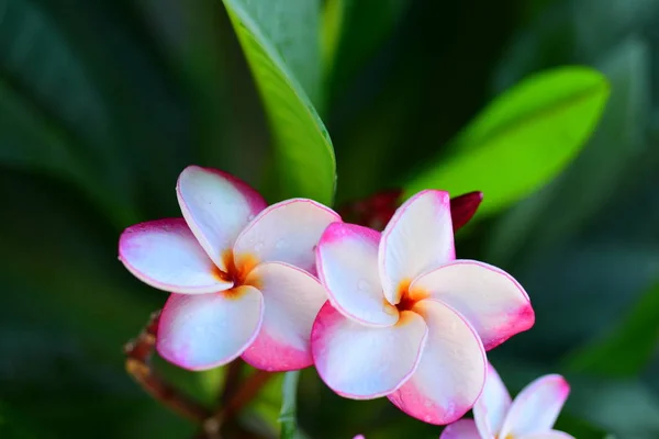 Prachtige Bloemen Tuin Naast Bladeren Van Housegreen Met Prachtige Zonlicht — Stockfoto