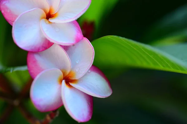 Belles Fleurs Dans Jardin Côté Maisonfeuilles Vertes Avec Une Belle — Photo