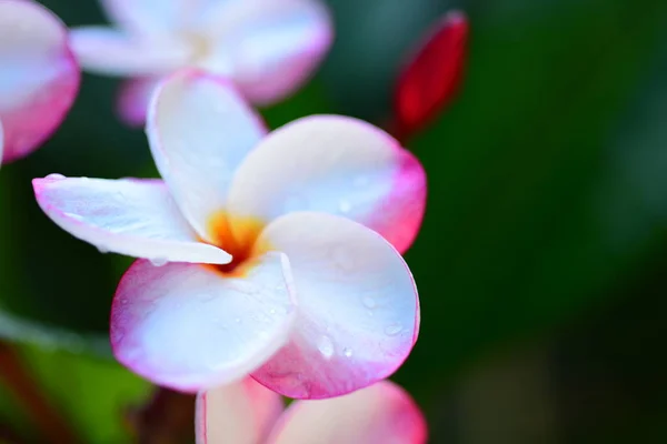 Kleurrijke Bloemen Met Vlinders Insecten Ochtend Prachtige Bloemen Groene Bladeren — Stockfoto