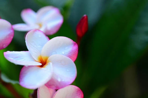 Colorful Flowers Butterflies Insects Morning Beautiful Flowers Green Leaves — Stock Photo, Image