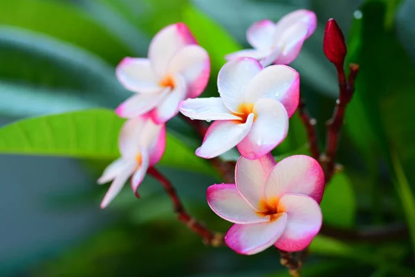 Kolorowe Kwiaty Motyle Owady Rano Piękne Kwiaty Liście Zielone — Zdjęcie stockowe