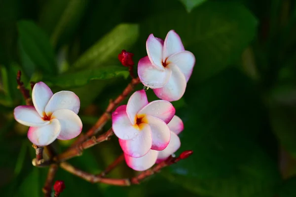 カラフルな花蝶と昆虫朝美しい花と緑の葉 — ストック写真