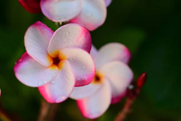 Барвисті Квіти Метеликами Комахами Вранці Красиві Квіти Зелене Листя — стокове фото