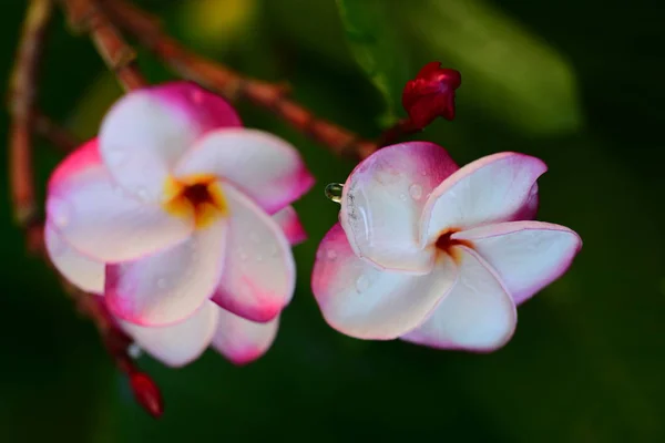 Красочные Цветы Бабочками Насекомыми Утром Красивые Цветы Зеленые Листья — стоковое фото