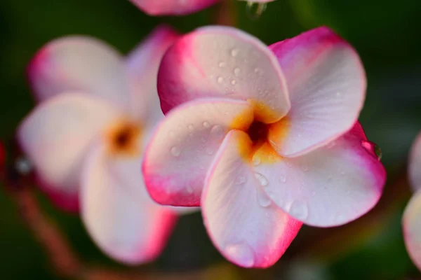 Färgglada Blommor Med Fjärilar Och Insekter Morgonen Vackra Blommor Och — Stockfoto
