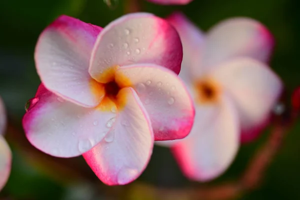 Piękne Kwiaty Ogrodzie Obok Housegreen Liści Pięknym Światła Słonecznego Używane — Zdjęcie stockowe