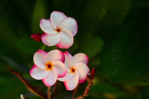 Hermosas Flores Jardín Lado Casahojas Verdes Con Hermosa Luz Del — Foto de Stock