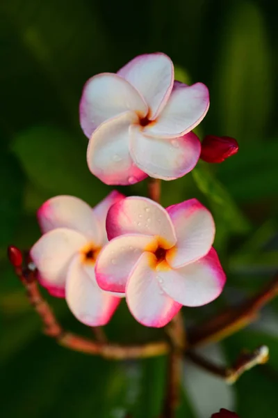 Lindas Flores Jardim Lado Casafolhas Verdes Com Bela Luz Solar — Fotografia de Stock