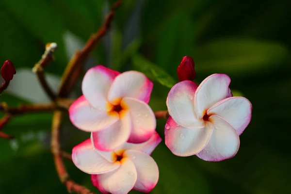 Schöne Blumen Garten Neben Den Hausgrünen Blättern Mit Schönem Sonnenlicht — Stockfoto