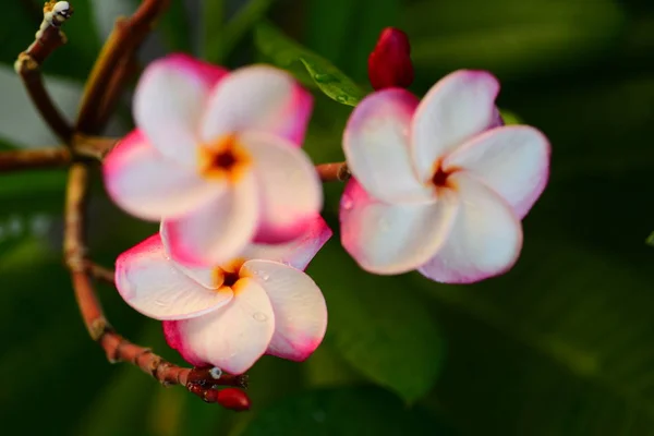 Vackra Blommor Trädgården Bredvid Housegreen Blad Med Vackra Solljus Används — Stockfoto