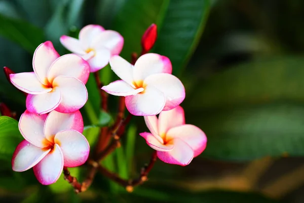 Fiori Colorati Giardino Vicino — Foto Stock