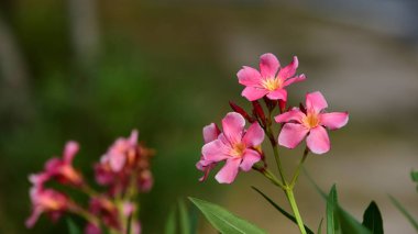 Evin yanında bahçede güzel çiçek. Yeşil bir arka plan görüntüsü olarak kullanılan güzel güneş ışığı ile bırakır. Kelebekler ile renkli çiçekler 
