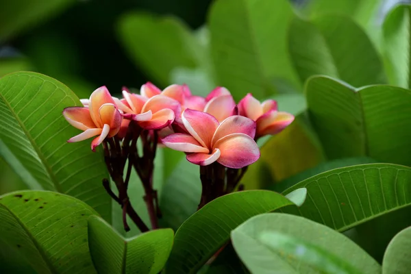 Färgglada Blommor Trädgården Plumeria Blomma Blommande Vackra Blommor Den Trädgård — Stockfoto