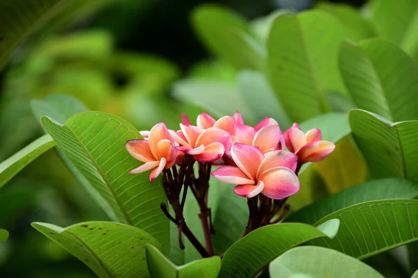 Kolorowe Kwiaty Ogrodzie Kwitnący Kwiat Plumeria Piękne Kwiaty Ogrodzie Blooming — Zdjęcie stockowe