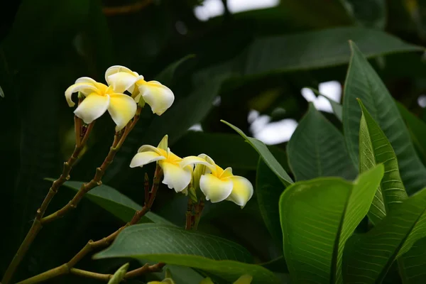 Barevné Květiny Zahradě Plumeria Kvetení Krásné Květiny Zahradě Blooming Létě — Stock fotografie