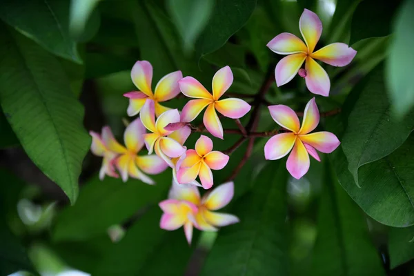 Flores Coloridas Jardim Plumeria Flor Florescer Lindas Flores Jardim Florescendo — Fotografia de Stock