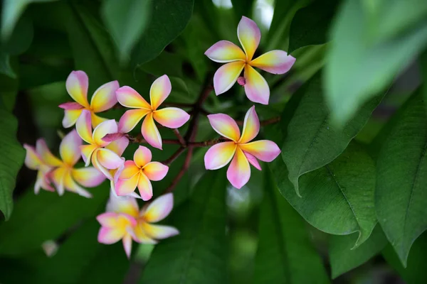 Flores Coloridas Jardim Plumeria Flor Florescer Lindas Flores Jardim Florescendo — Fotografia de Stock