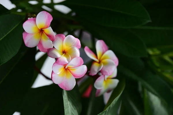 花园里五颜六色的花朵 鸡蛋花开花 美丽的花朵在花园里盛开的夏天 — 图库照片